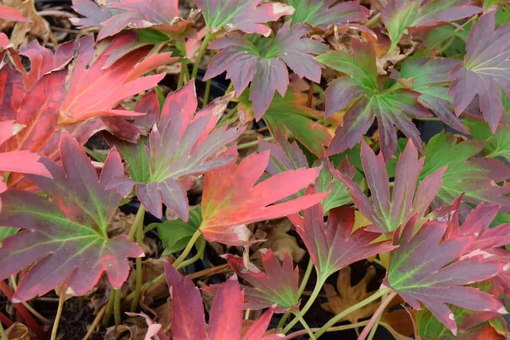 Mukdenia rossii 'Karasuba' ---